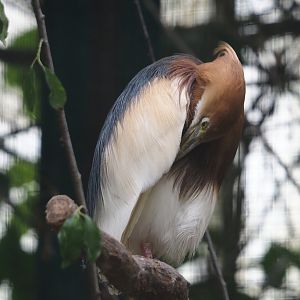 Javan pond heron (Ardeola speciosa), 2024-05-23