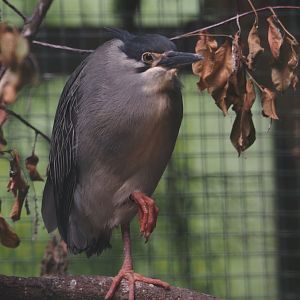 Green-backed heron (Butorides striata), 2024-05-23