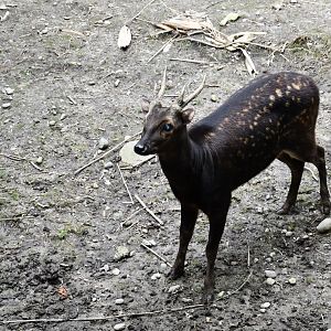 Philippine Spotted Deer
