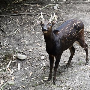 Philippine Spotted Deer