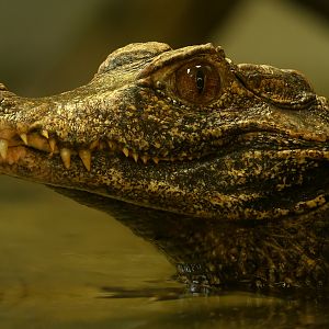 Cuvier's dwarf caiman : Crocodiles of the World : 20 Jun 2024