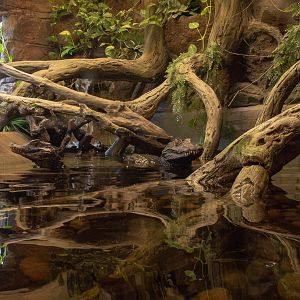 Cuvier's dwarf caiman (exhibit) : Crocodiles of the World : 20 Jun 2024