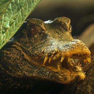 Cuvier's dwarf caiman : Crocodiles of the World : 20 Jun 2024