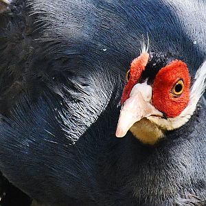 Blue Eared Pheasant (Crossoptilon auritum)