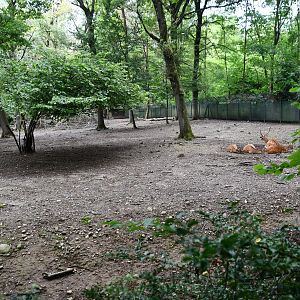 second of two Indochinese Sika Deer exhibits