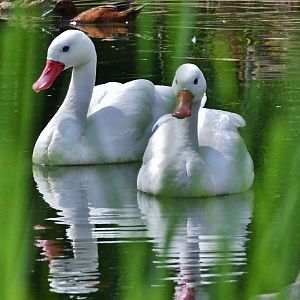 Coscoroba Swan (Coscoroba coscoroba)