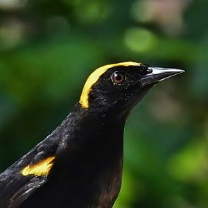 Moriche Oriole (Icterus chrysocephalus)
