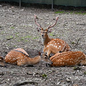 Indochinese Sika Deer