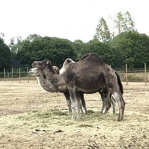 Sweden's only dromedary camel