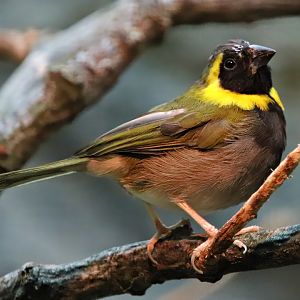 Cuban grassquit (Phonipara canora)