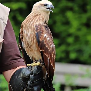 Brahminy kite (Haliastur indus)