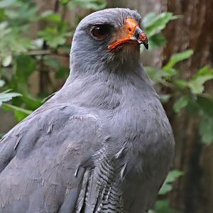 Dark chanting goshawk (Melierax metabates)