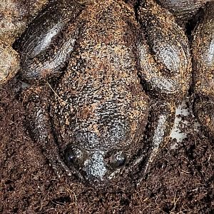 Giant slippery frog - Conraua robusta