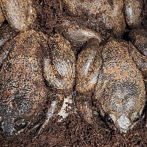 Giant slippery frog - Conraua robusta