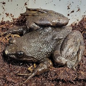 Giant slippery frog - Conraua robusta