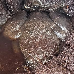Giant slippery frog - Conraua robusta