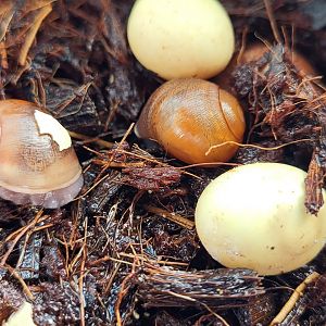 Giant African land snail - Lissachatina fulica - eggs and freshly-hatched