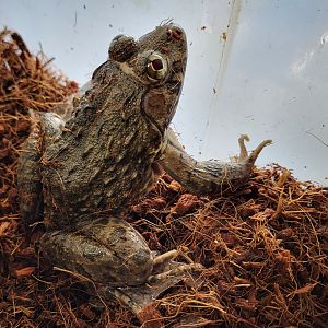 Crowned bullfrog - aka African tiger frog - Hoplobatrachus occipitalis