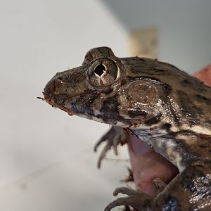 Crowned bullfrog - aka African tiger frog - Hoplobatrachus occipitalis