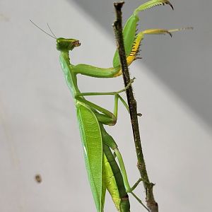 Praying mantis - West African species - ID please !