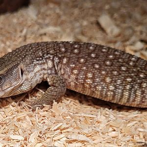 Bosc monitor - juvenile