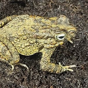 African common toad - Bufo regularis