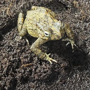 African common toad - Bufo regularis
