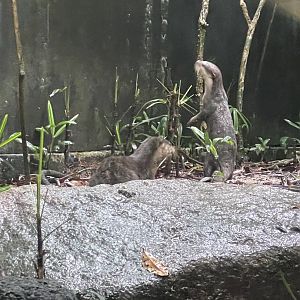 Asian Small-clawed Otter (Aonyx cinereus)
