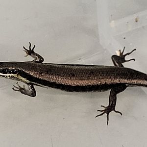 Striped forest skink - Trachylepis affinis