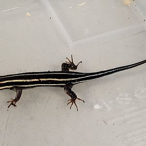Five-striped forest skink - Trachylepis quinquetaeniatus - Female