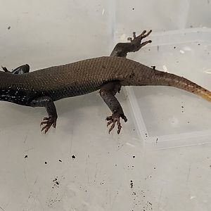 Five-striped forest skink - Trachylepis quinquetaeniatus - Male