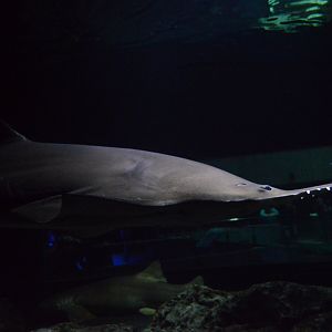 Shark Alley - Common Sawfish (Pristis pristis) and Nurse Shark (Ginglymostoma cirratum)
