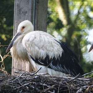 One of three juvenile Oriental white storks (Ciconia boyciana) hatched this year, 2024-07-14