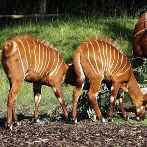 Mountain bongo calves (Tragelaphus eurycerus isaaci), 2024-07-14