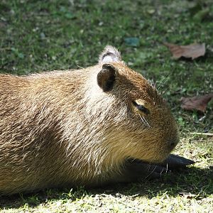 Capybara cub (Hydrochoerus hydrochaeris), 2024-07-14