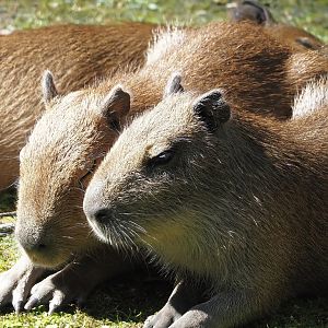 Capybara cubs (Hydrochoerus hydrochaeris), 2024-07-14
