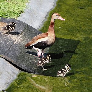 Southern black-bellied whistling duck with chicks (Dendrocygna autumnalis autumnalis), 2024-07-14