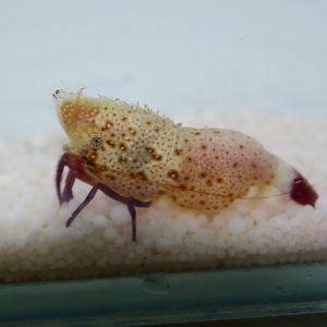 Purple-legged marble shrimp (Saron rectirostris)