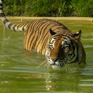 Amur tiger : Whipsnade Zoo : 14 Jul 2024