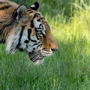 Amur tiger : Whipsnade Zoo : 14 Jul 2024