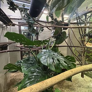 Cotton-top Tamarin Exhibit in Restroom