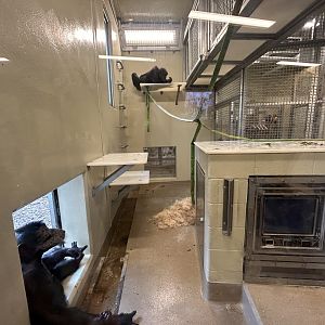 Chimpanzee Cognition Center Bedrooms - International Chimpanzee Complex