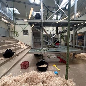 Chimpanzee Culture Center - International Chimpanzee Complex