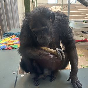 Chimpanzee “Recycling” - International Chimpanzee Complex