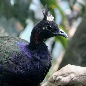 Congo Peafowl (Afropavo congensis) male