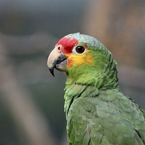 Red-Lored Amazon (Amazona autumnalis)