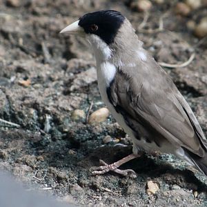 Black-Capped Social Weaver (Pseudonigrita cabanisi)