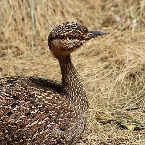 Buff-Crested Bustard (Lophotis gindiana)
