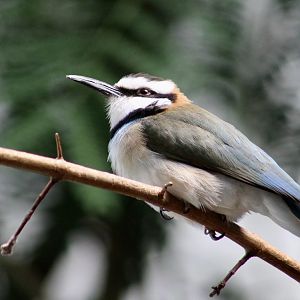 White-Throated Bee-Eater (Merops albicollis)
