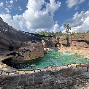 California Sea Lion Exhibit - Oceans